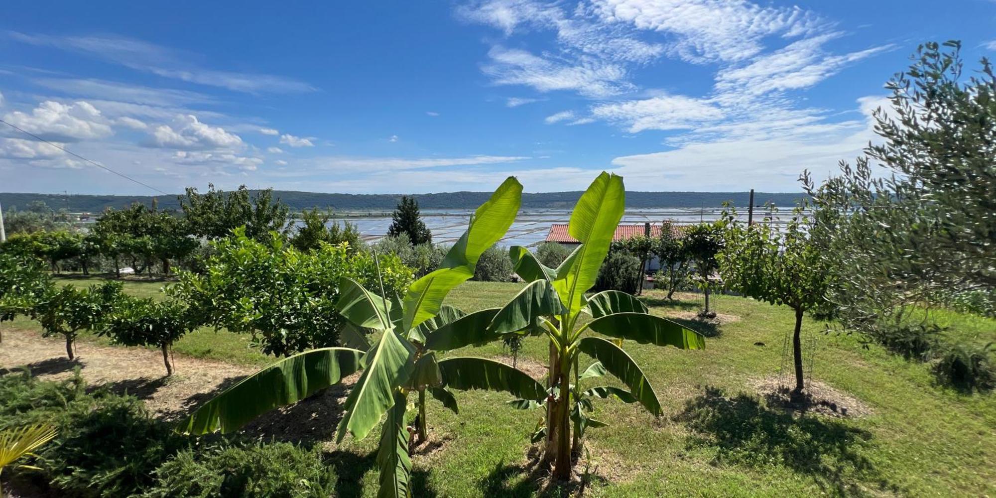 Blue Horizon Apartments Seca Portorož Zewnętrze zdjęcie